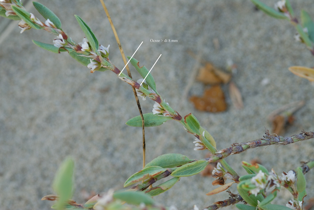 Polygonum maritimum vs. Polygonum robertii